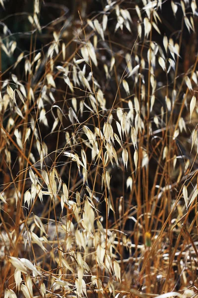 Suché trávy — Stock fotografie