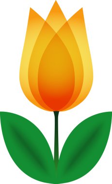 Orange tulip.