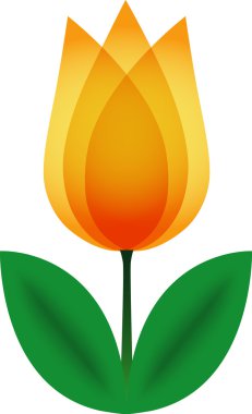 Orange tulip. clipart