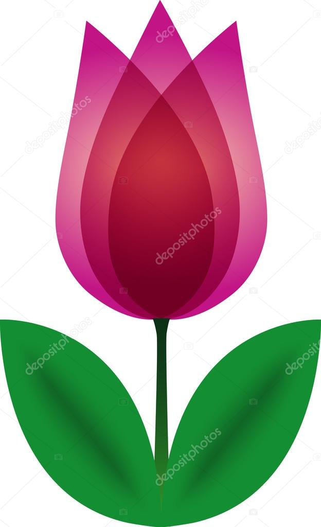 Tulip. Vector