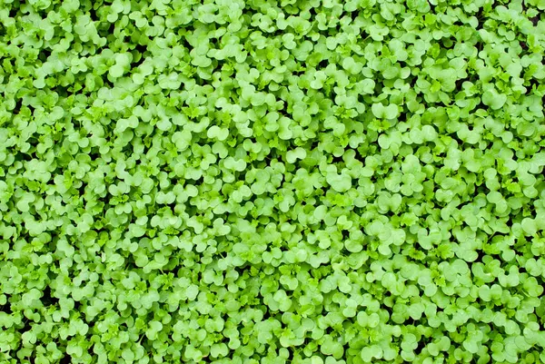 Background Green Mustard Shoots Beautiful Solid Background Fresh Grass — Stock Photo, Image