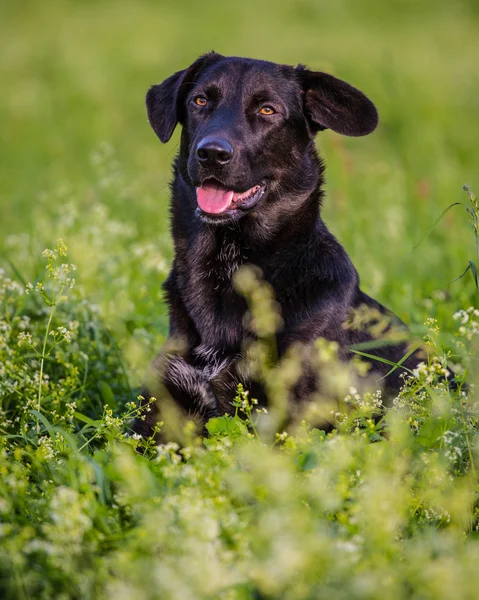 Black dog — Stock Photo, Image