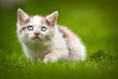 küçük kedi