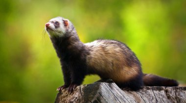 Ferret clipart