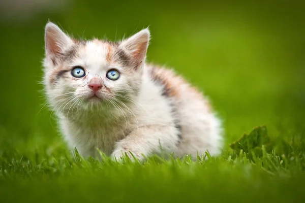 लहान मांजर — स्टॉक फोटो, इमेज