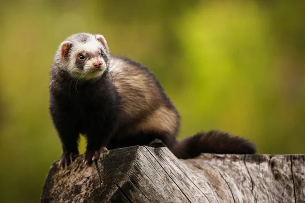 Musang — Stok Foto