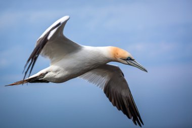Kuzey gannet