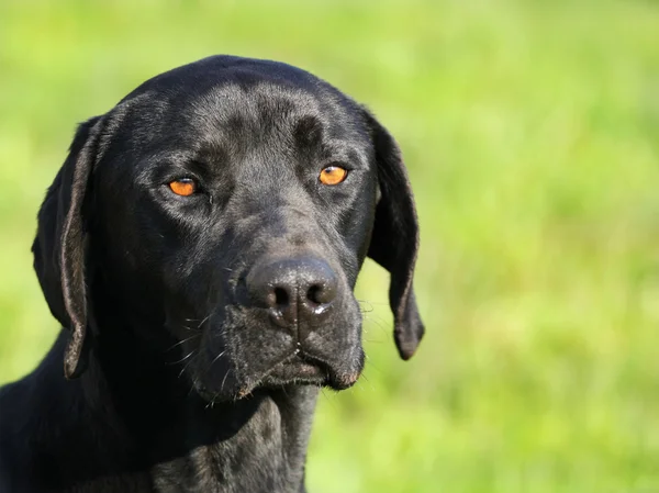 Black dog — Stock Photo, Image