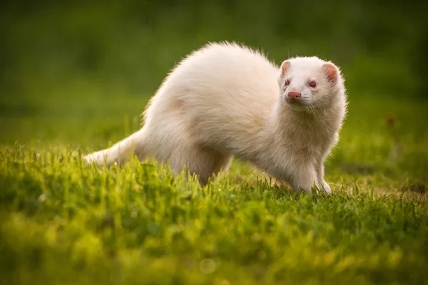 Witte ferret — Stockfoto