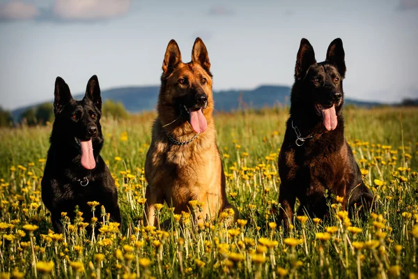 Three German Shepherds — Stock Photo, Image