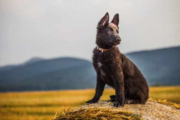 Alsatian — Stock Photo, Image