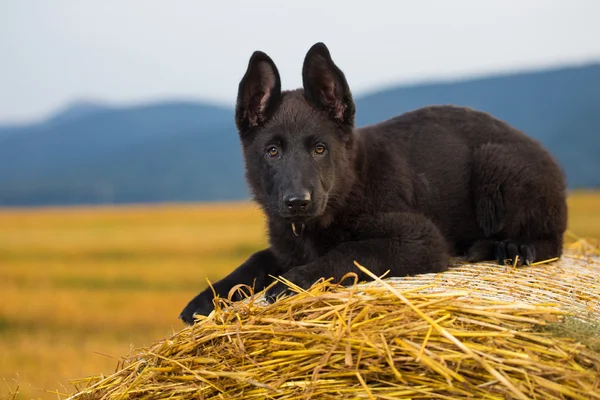 Alsatian — Stock Photo, Image