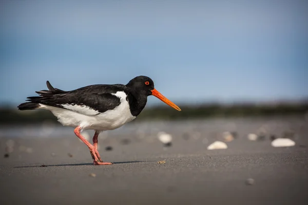 Oystercatcher — Stock Photo, Image