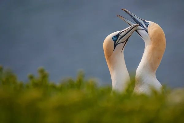 Noordelijke genten — Stockfoto