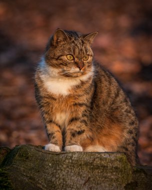 çimlerde oturan kedi