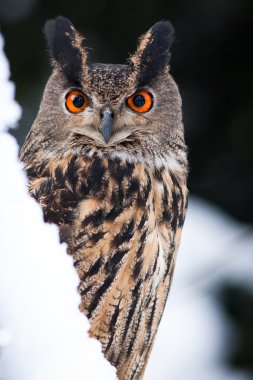 Kartal baykuş