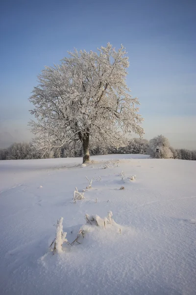 Winter — Stockfoto