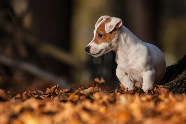 Jack terrier de russell — Fotografia de Stock