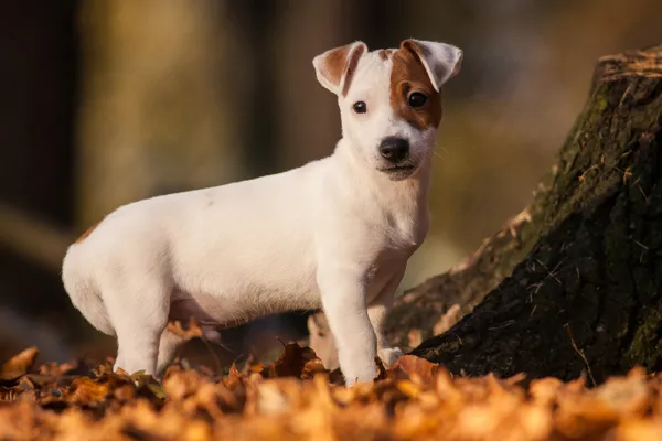 Jack terrier de russell — Fotografia de Stock