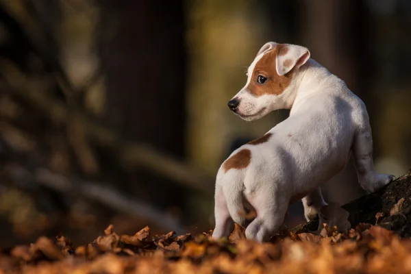 Jack Russell Terrier Przewodniczący — Zdjęcie stockowe