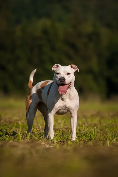 Perro blanco — Foto de Stock