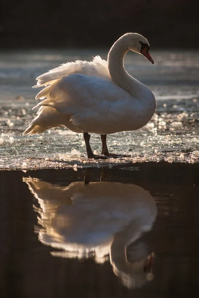 青い湖の水の上の白鳥します。 — ストック写真
