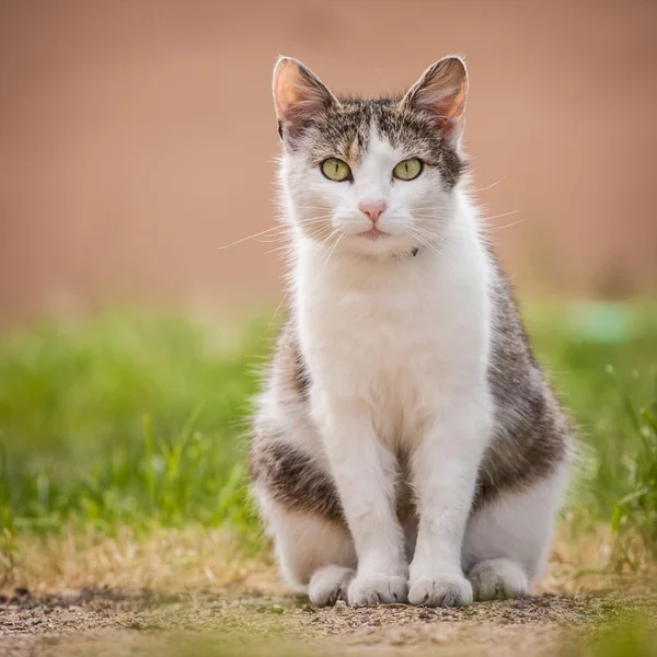 Kot siedzi na trawie — Zdjęcie stockowe