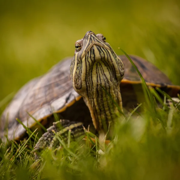 Schildkröte — Stockfoto