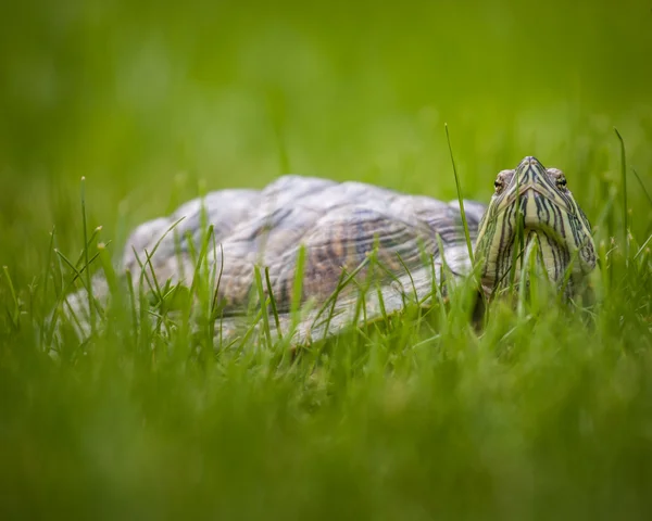 Turtle — Stock Photo, Image