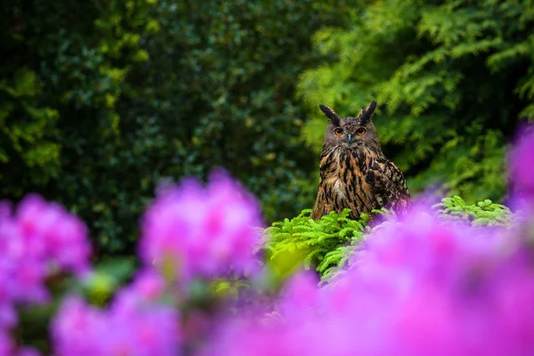 Owl in de bloemen — Stockfoto