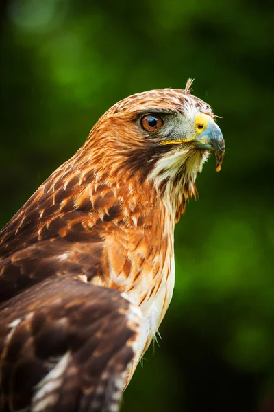 Eagle — Stock Photo, Image