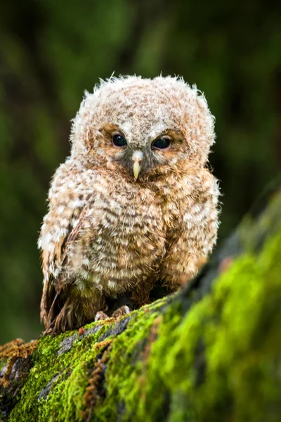 Eagle owl — Stock Photo, Image