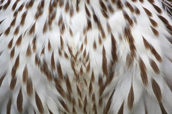 Detail eagle — Stock Photo, Image