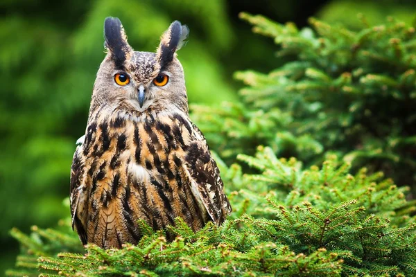 Eagle Owl — Stock Photo, Image