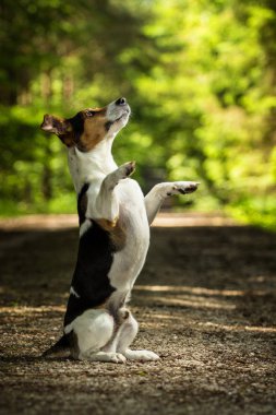 jack Russel terrier
