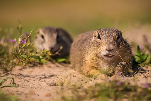 Gopher ! — Photo