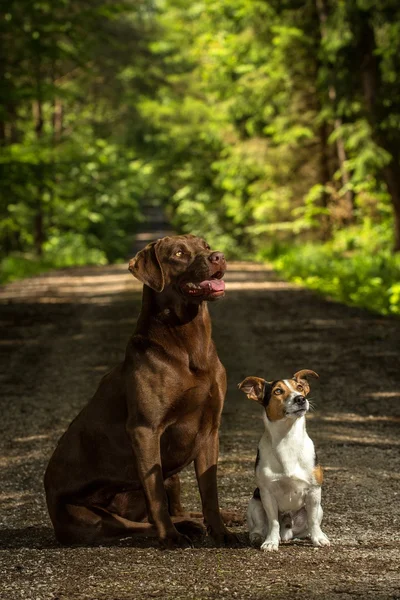 Due cani — Foto Stock