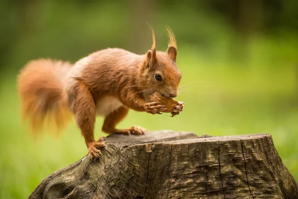 Squirrel — Stock Photo, Image