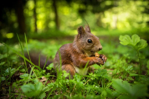 Squirrel — Stock Photo, Image