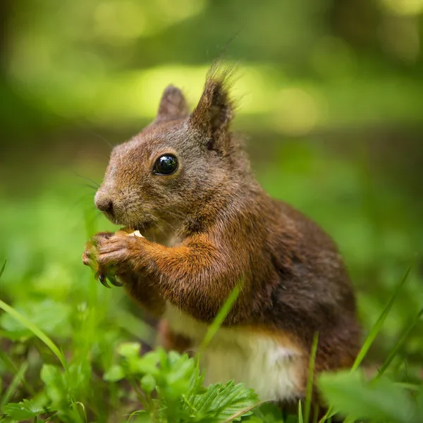 Eichhörnchen — Stockfoto