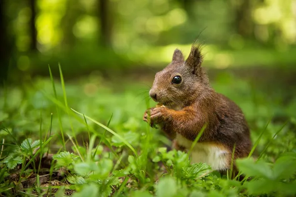 Eichhörnchen — Stockfoto