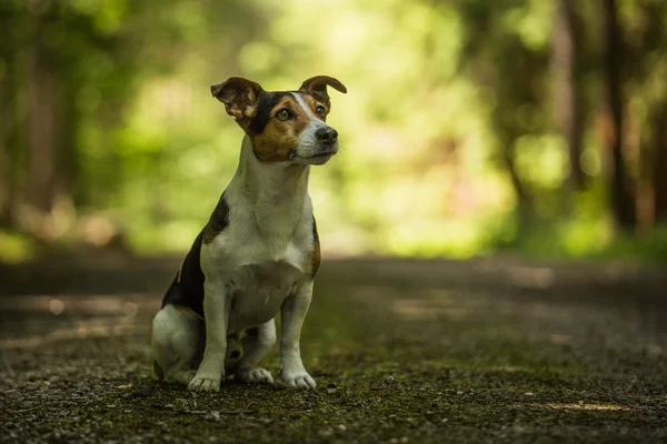 Jack Russel Terrier — Fotografia de Stock