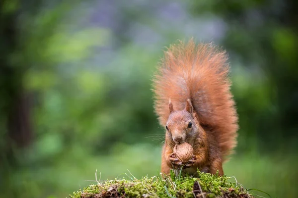 Squirrel — Stock Photo, Image