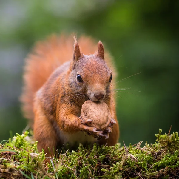 Ekorre — Stockfoto