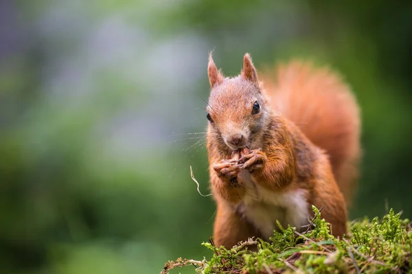 Ekorre — Stockfoto