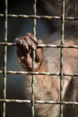 maymun kafesi içinde