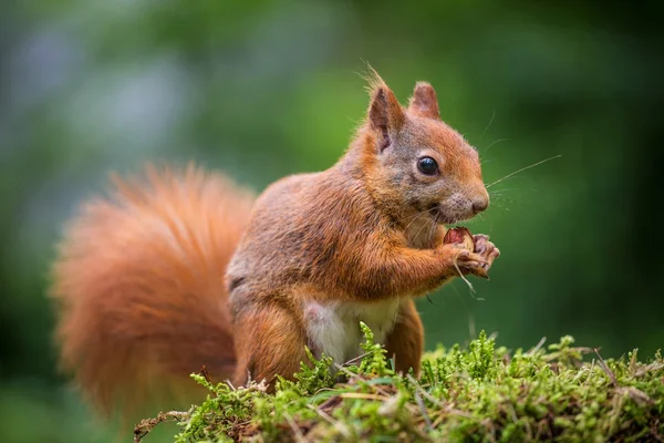 Squirrel — Stock Photo, Image