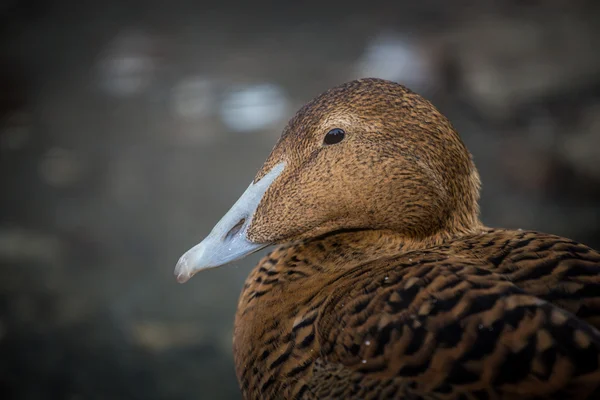 Eider — Stockfoto