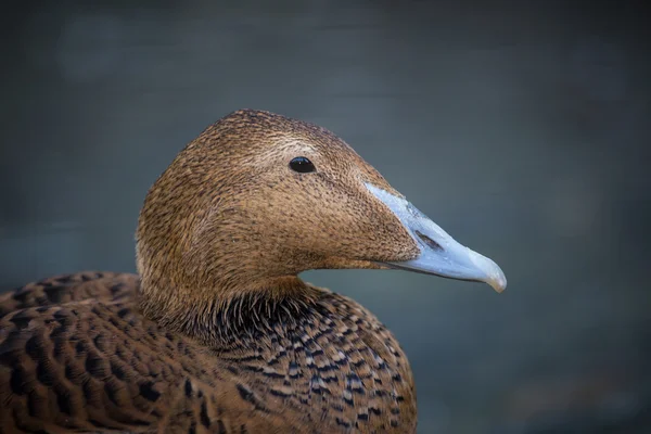 Eider — Stok fotoğraf