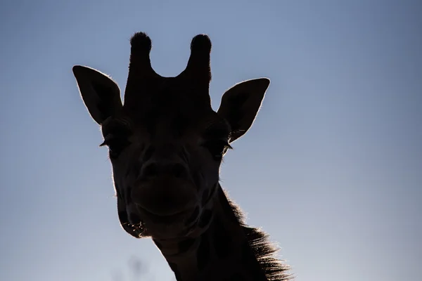 Giraffa — Foto Stock